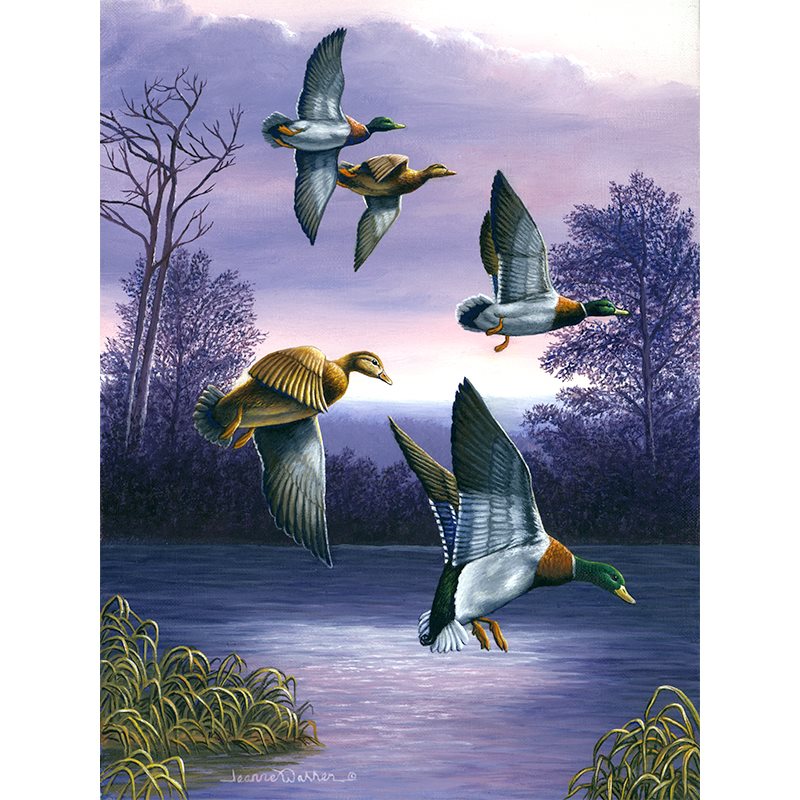 Mallard Ducks in Flight Art Print - Green Heads: Five mallard ducks descending over a tranquil lake at sunset, with vibrant purple and pink sky reflecting on still waters. Three males display iridescent green heads while two females show brown plumage, framed by silhouetted trees and marsh grass.