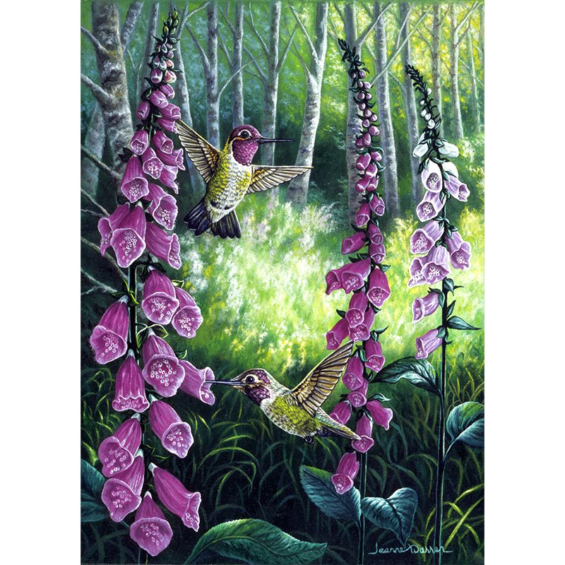 Vibrant painting of two Anna's hummingbirds feeding from blooming pink foxglove flowers in a lush forest, displayed on a clean white background. Original oil painting by artist Jeanne Warren