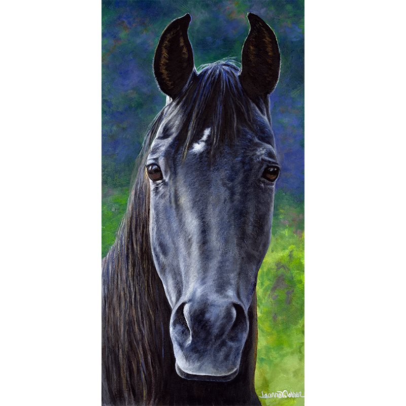 "Maverick" - Black Arabian Stallion Art Print