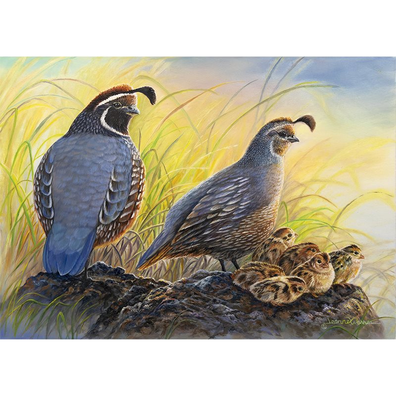 "Quiver Full" - Baby New World Quail with Parents Art Print