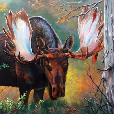 Memorable Moose Encounters and Why You Should Love Wildlife