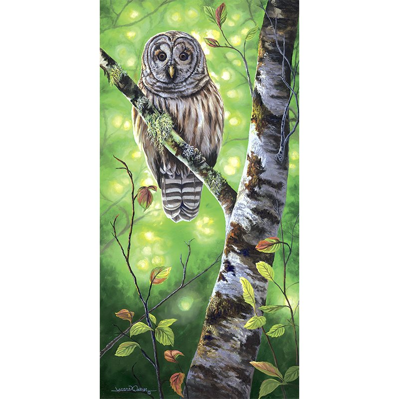 "Barred Owl" - Bird of Prey Art Print