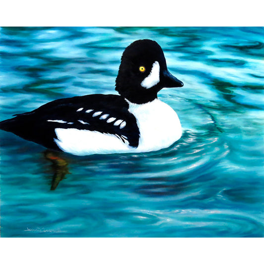 "Buffled Duck" - Female Bufflehead Duck Art Print