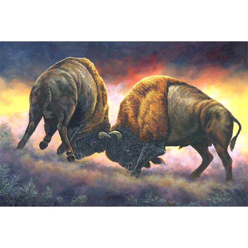 "Courage" - Bison Buffalo Bull Fight Art Print
