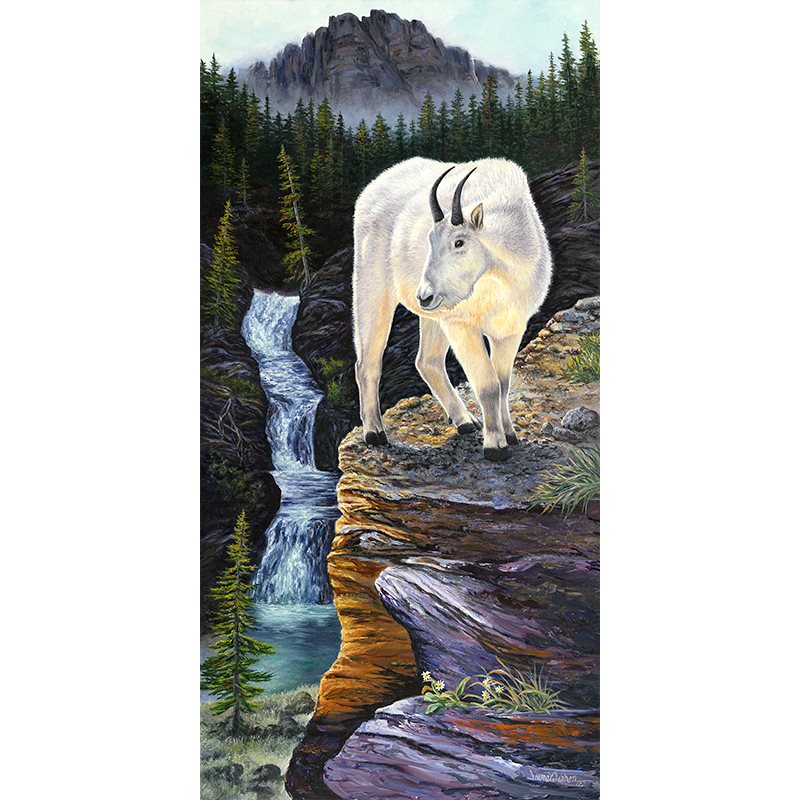 Rocky Mountain Goat in Glacier National Art Print - "Enjoying the View"