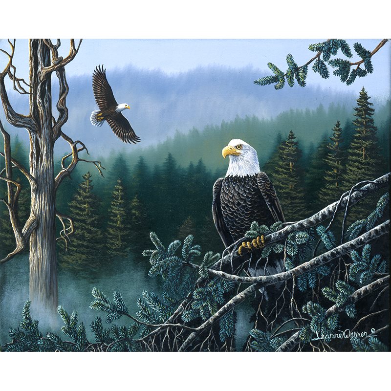 Perched and in flight American Bald Eagle in Pacific Northwest forest Painting by Wildlife Artist Jeanne Warren