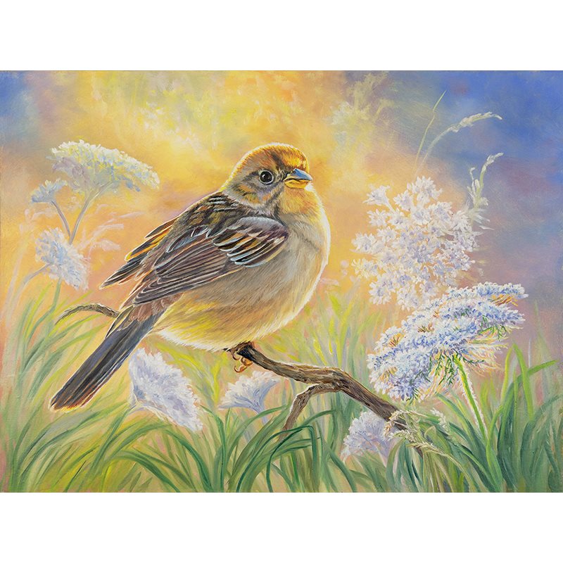 Golden Crown Sparrow Songbird Art Print – "Laced in Gold"