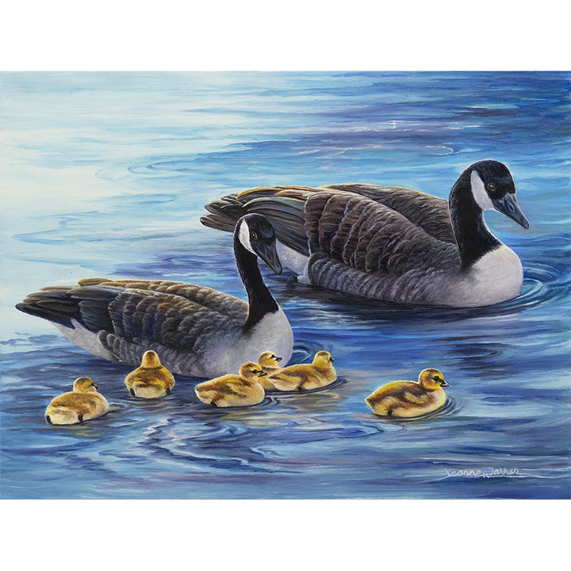 "Little Wakes" - Canadian Geese and Goslings Art Print