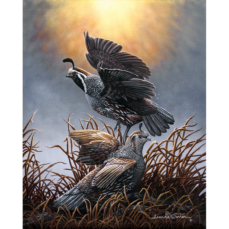 New World Quail Art Print - "Quail Rise"