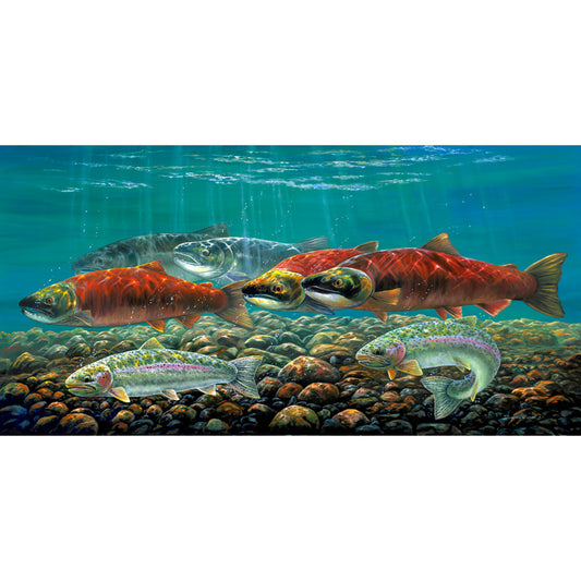 Sockeye Salmon Run Art Print - "Sockeye Salmon"